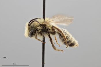 Media type: image;   Entomology 771446 Aspect: habitus lateral view